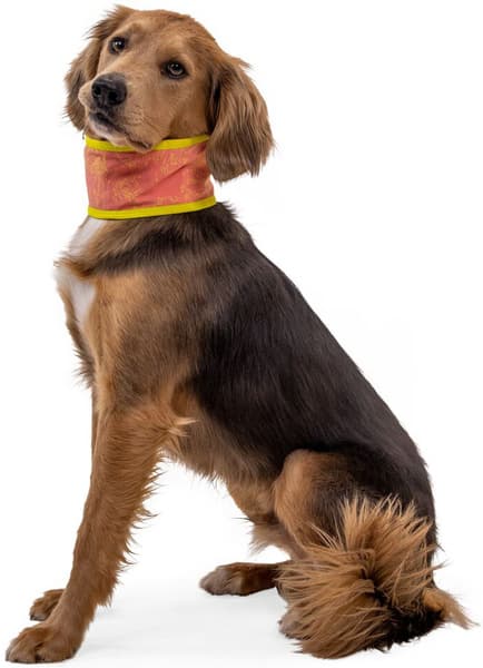 Salmon Pink/Blue Mist